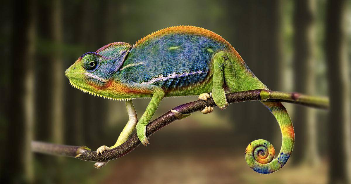 chameleon personality traits
