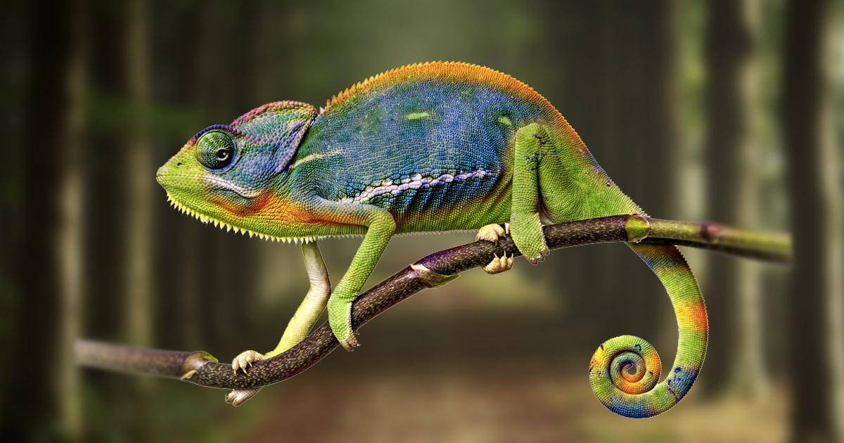 What is a Chameleon Personality: Traits, Causes & Impact