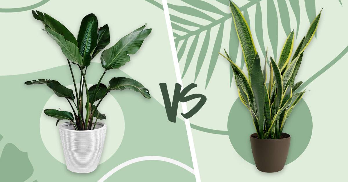 Fake Plant Vs Real Plant - Which Is Better To Get?