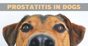 prostatitis-in-dogs