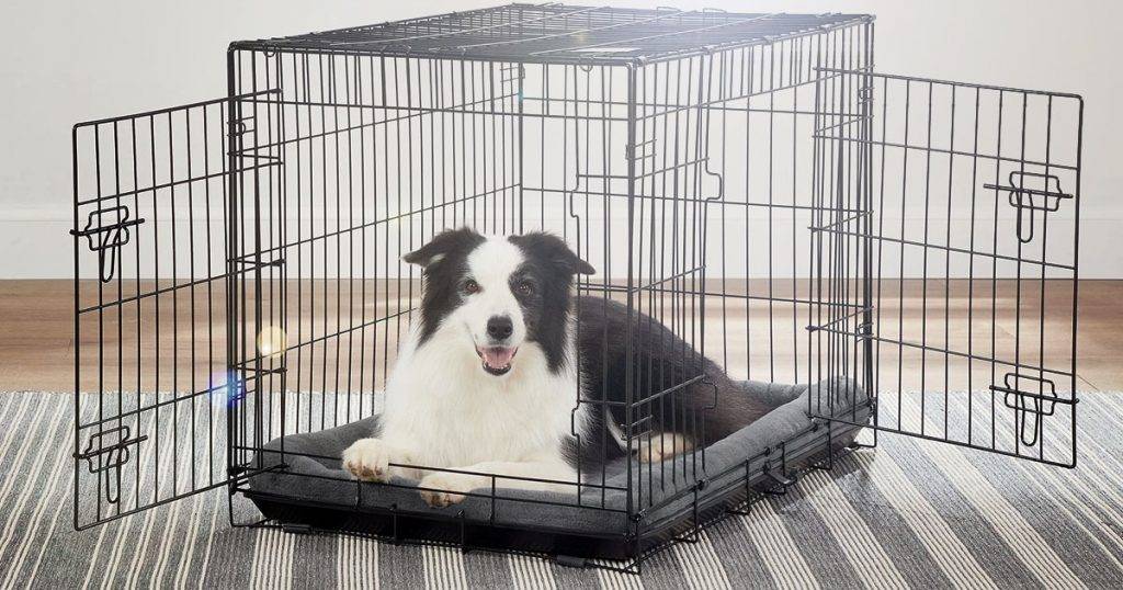 How to Move Your Dog from Crate to Bed Easy Transition Steps