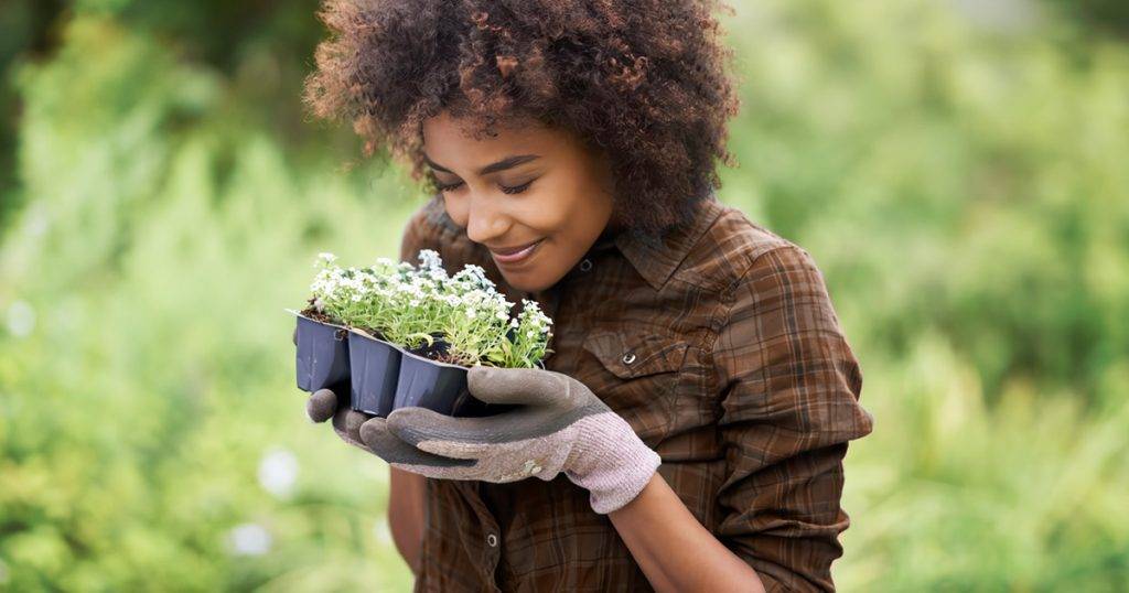 Top Plants for Maximum CO2 Absorption