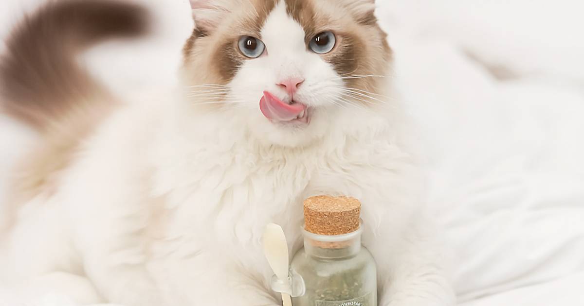 5-catnip-tea-benefits-for-cats