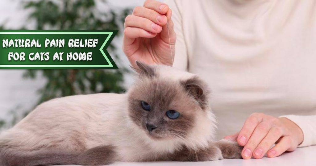 7-natural-pain-remedies-for-cats-at-home