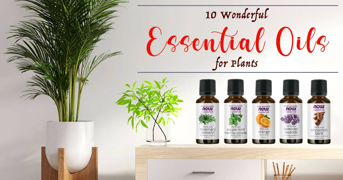essential-oil-for-plants
