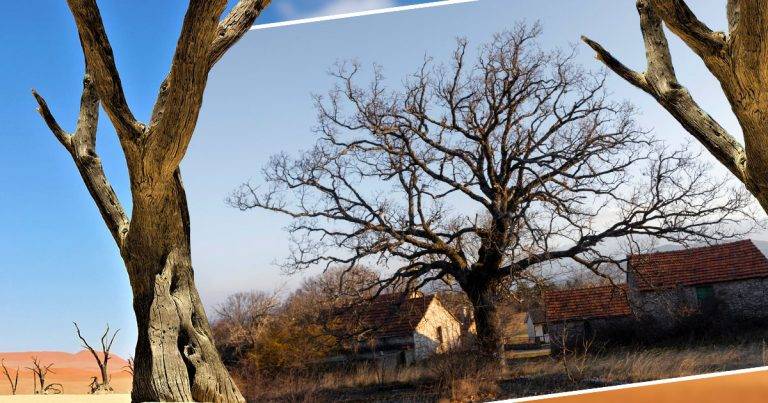 how to tell if a tree is dead