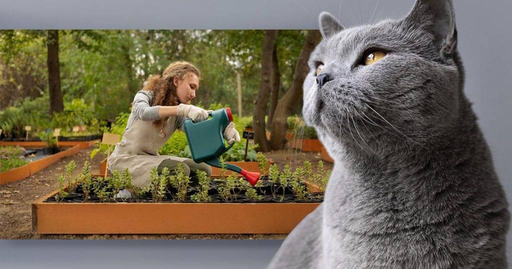 Keeping Your Garden CatFree 15 Simple Tips