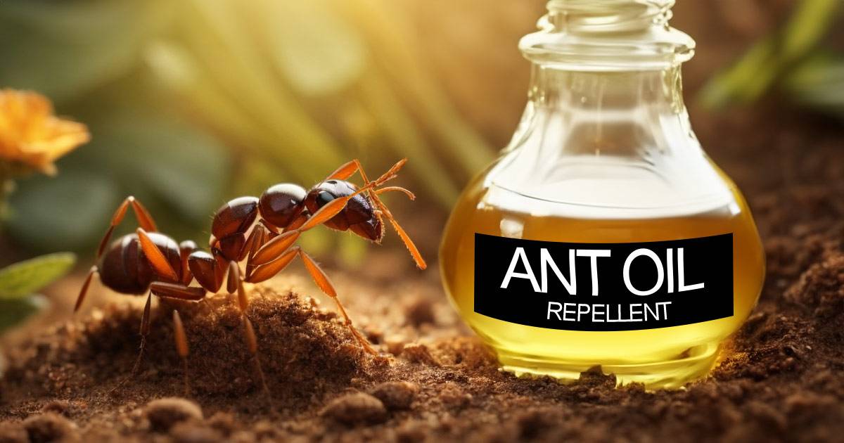 essential oils for ants