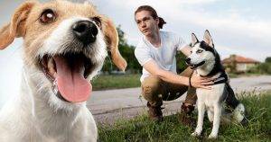 how-long-service-dog-training-take-